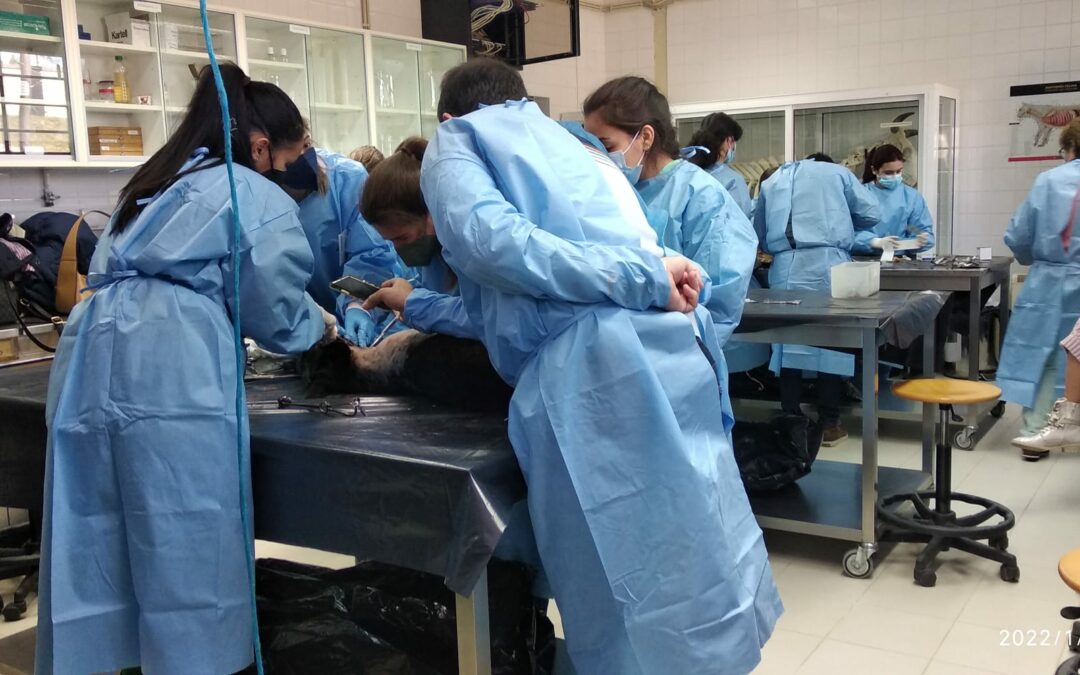 Escola Superior Agrária de Viseu participou em “Wet Lab Cirurgia de Animais de Companhia”